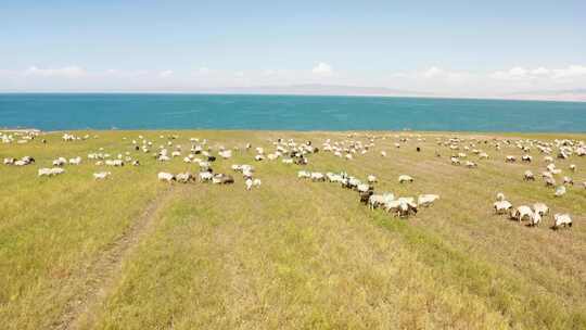 青海湖畔奔跑的羊群