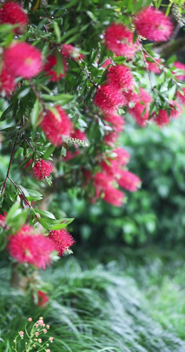 下雨天挂着水珠的美花红千层