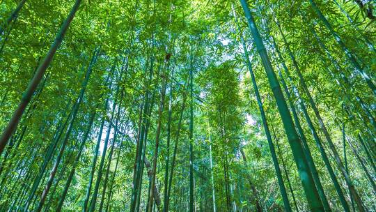 唯美阳光竹林竹园