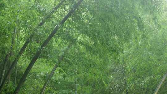 下雨天竹林景观特写，竹节挺拔竹叶繁茂