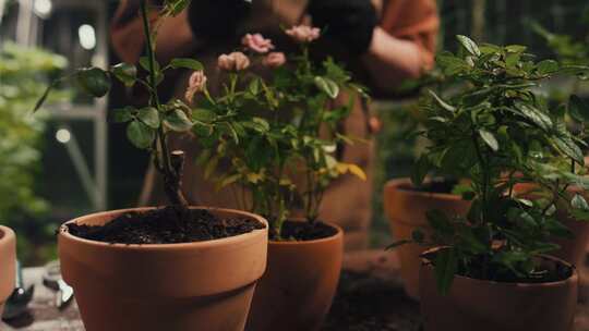 女人，植物育种者，花盆，温室