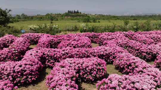 三门峡花海迷宫