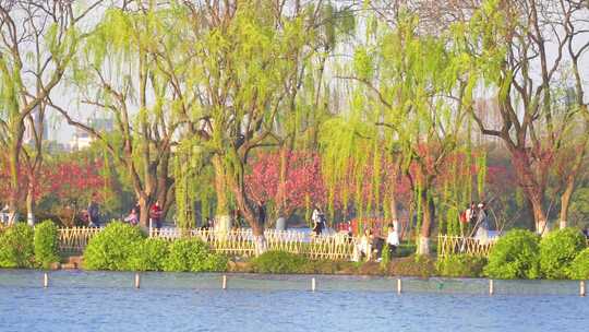 杭州西湖春天桃红柳绿风景慢镜头