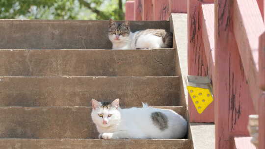 春天公园里两只流浪猫狸花猫