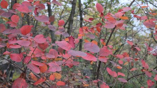 秋天在微风中摇曳的红叶