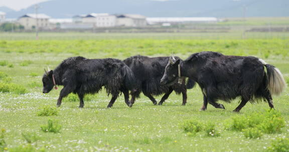 草地上的牦牛群
