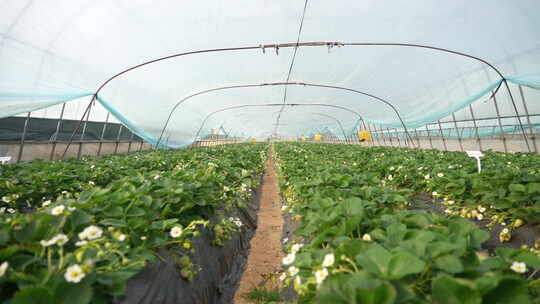 农民田间劳动种植蔬菜蔬菜大棚里的蔬菜草莓