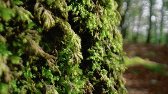 阿斯普罗蒙特国家公园树干上的苔藓视频素材模板下载