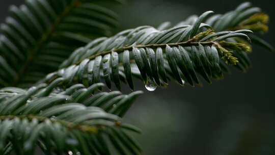 绿色植物特写镜头