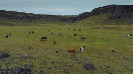 冰岛，绿色，草地，马