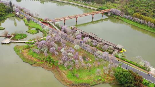广州海珠湿地紫荆花