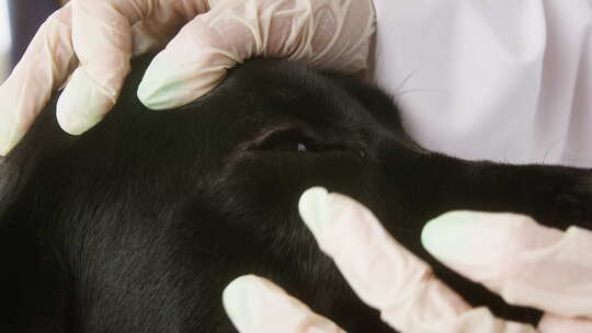 兽医检查黑色拉布拉多犬的眼睛