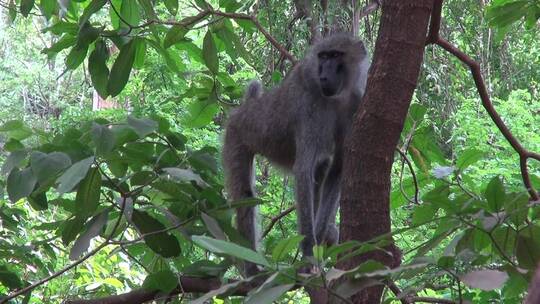 东非树上观望的猴子