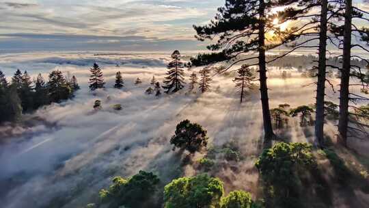 森林云海日出航拍树林阳光森林云雾缭绕风景