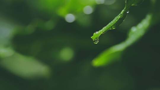 雨水打在植物叶子上视频素材模板下载