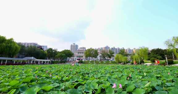 龙泉塔 荷花 池塘 延时 滕州