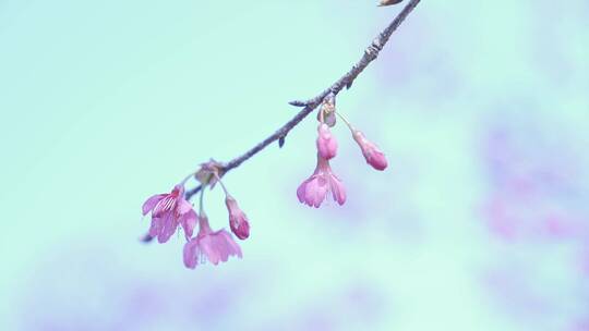 樱花蜜蜂采花和茶园风光