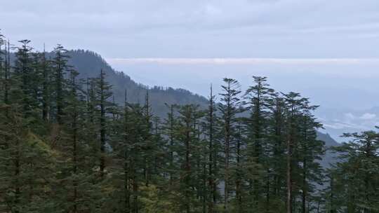 高清实拍眉山洪雅瓦屋山森林