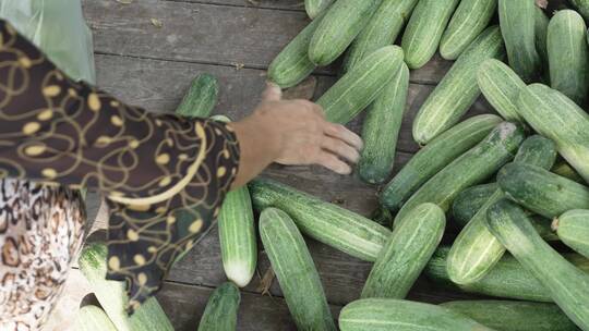 农民妇女把黄瓜装入袋子视频素材模板下载