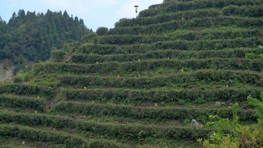 南岳衡山云雾茶茶场