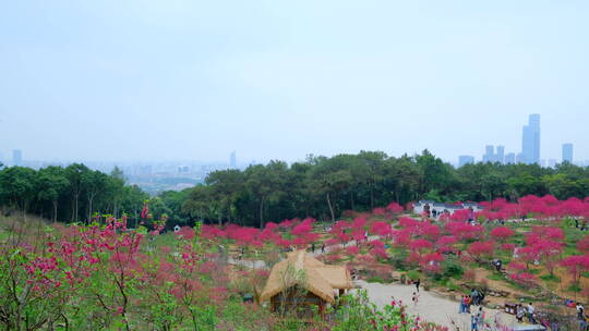 桃花林 树林 春暖花开 桃花坞 桃花园