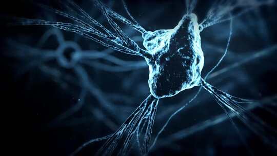 大脑神经元发育动画