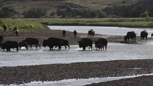 水牛在黄石公园喝水视频素材模板下载