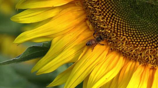 蜜蜂才向日葵上辛勤采蜜视频素材模板下载