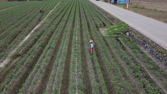 航拍种植西红柿4K实拍视频