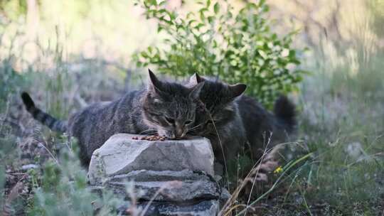 两只无家可归的猫在地上吃食物