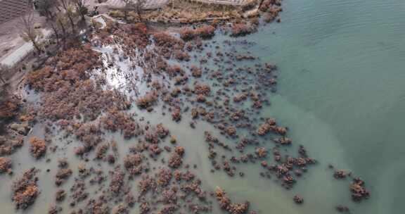 赤金峡水库湿地胡杨航拍