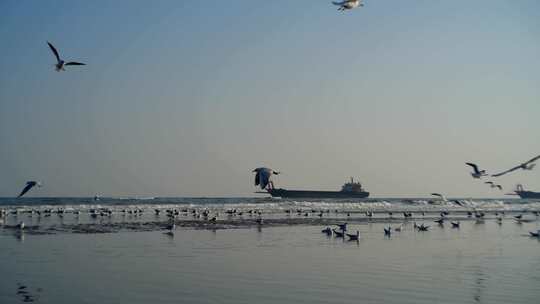 大海海鸥