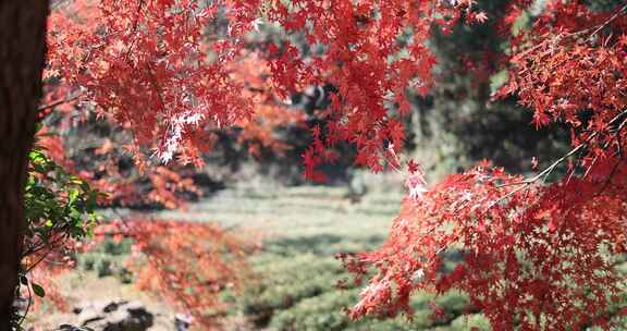 秋天唯美茶园红叶红枫逆光光影