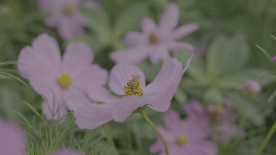 蜜蜂停留在紫色花朵上的唯美画面