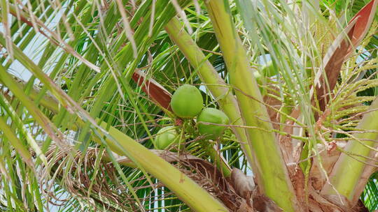 椰子树果实晴天蓝