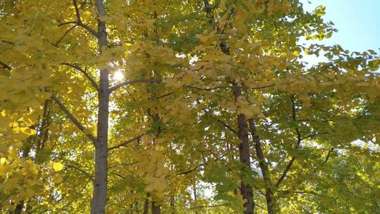 森林秋天里金黄唯美的阳光银杏树树叶