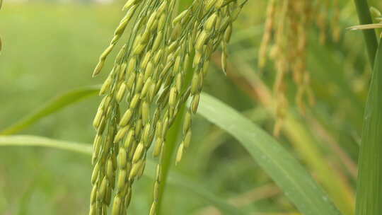 夏末水稻穗成熟丰收青蛙鸣