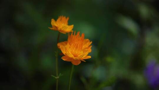 草原野花金莲花