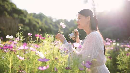 在格桑花海中的少女