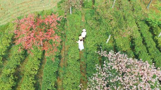 湖南郴州高椅岭樱花园