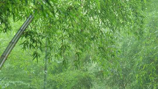 下雨天茂密的竹林枝叶繁茂生机勃勃的景象