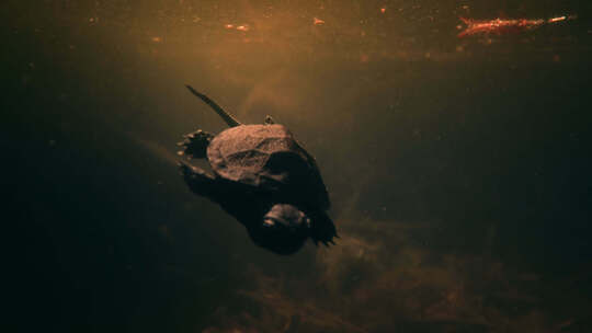 水里小乌龟