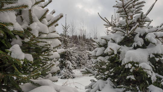 被雪覆盖的针叶树景观