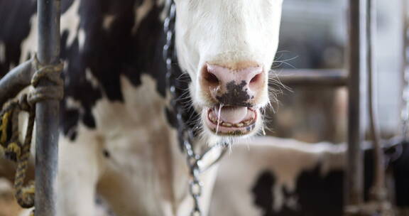 奶牛咀嚼食物的特写镜头