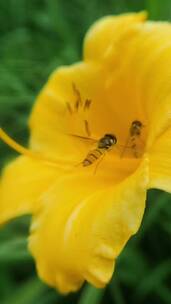 蜜蜂采蜜升格慢镜头花丛花簇自然美