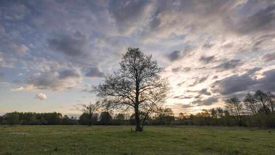 树林中的一棵树天空延时摄影希望与孤独唯美