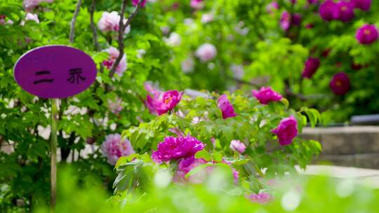 景山公园 牡丹花 花圃 鲜花 国色天香