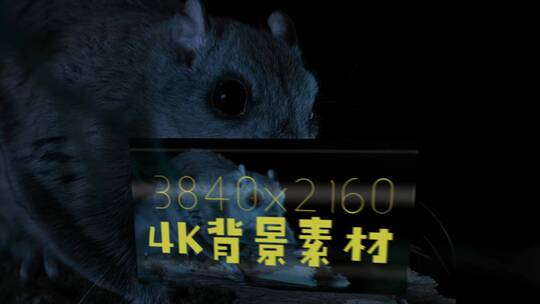 4K静帧大图 鼯鼠 飞鼠