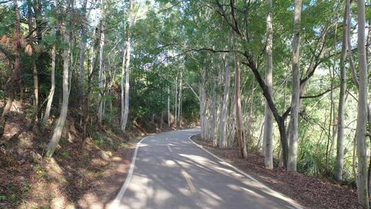 树林公路林荫大道森林阳光道路汽车行驶视角