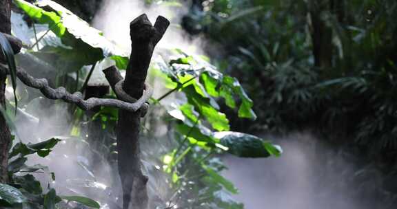 热带雨林阳光穿透晨雾